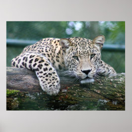 Wild lebender Leopard, der auf dem Baumlog liegt Poster