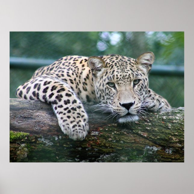 Wild lebender Leopard, der auf dem Baumlog liegt Poster (Vorne)