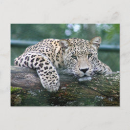Wild lebender Leopard, der auf dem Baumlog liegt Postkarte