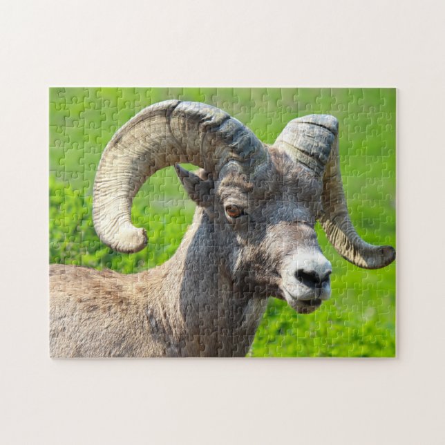 Wild Life Canada. Big Horn Sheep. (Horizontal)