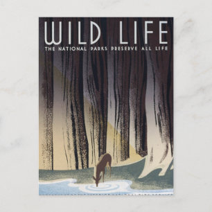 Wild Life Postkarte