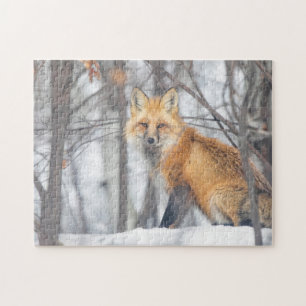 Wild Life Red Fox Jagd in Schneewald Winter