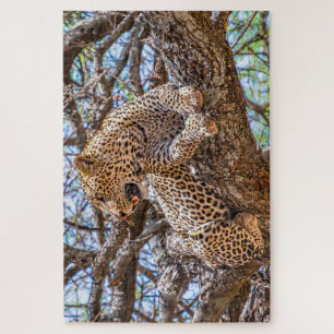 Wild Life Safari Leopard sitzend in einem Baum 101