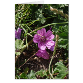 Wild Lila Cranesbill