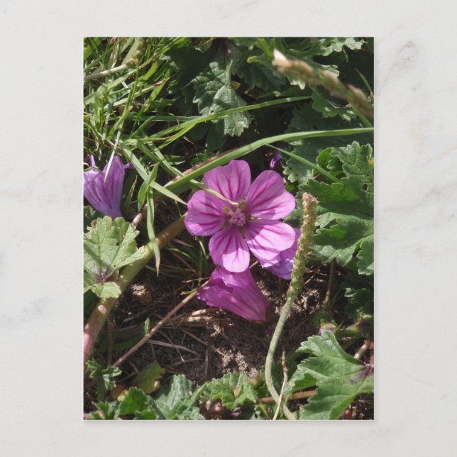 Wild Lila Cranesbill Postkarte (Vorderseite)
