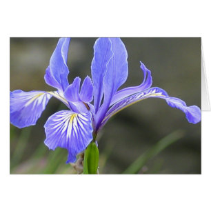 Wild Lila Iris