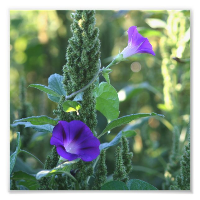 Wild Lila Morning Glory Blume 8x8 Fotodruck (Vorne)
