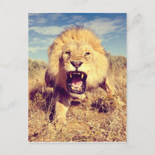 Wild Lion Postkarte