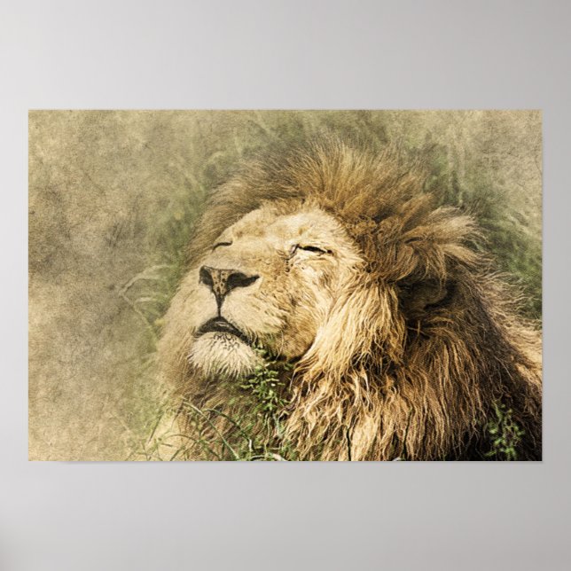 Wild Lion Safari Jungle Artwork Foto Poster (Vorne)