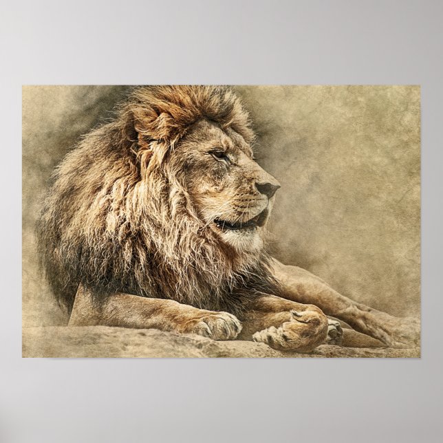 Wild Lion Safari Jungle Oeuvre photo Poster (Devant)