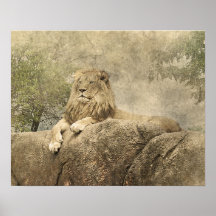 Wild Lion Safari Jungle Oeuvre photo Poster