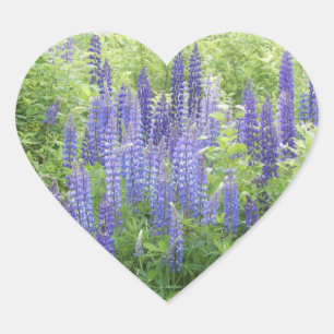 Wild Lupine Herz-Aufkleber
