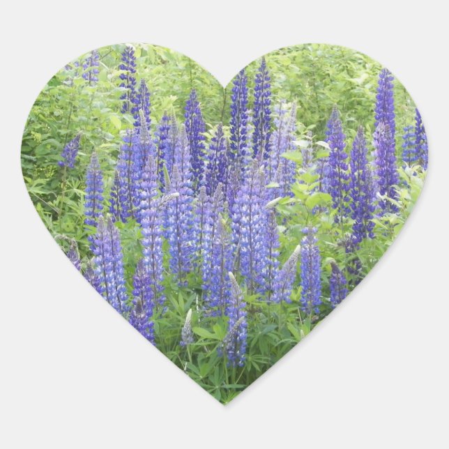 Wild Lupine Herz-Aufkleber (Vorderseite)