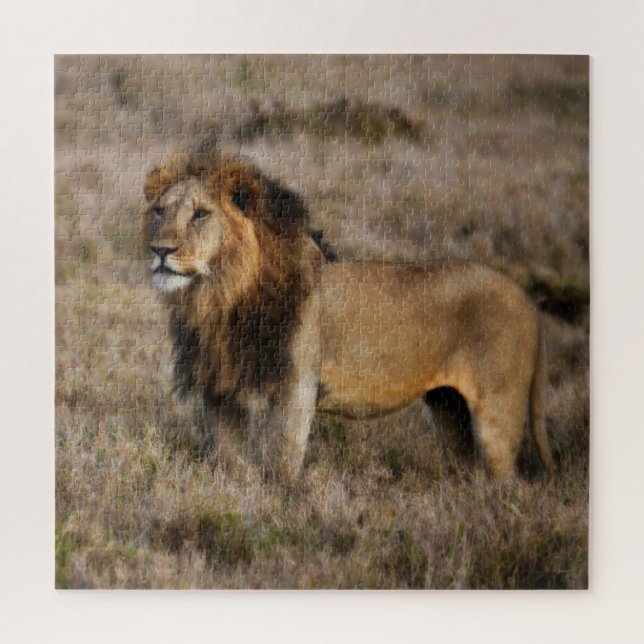 Wild Male African Lion (Vertikal)