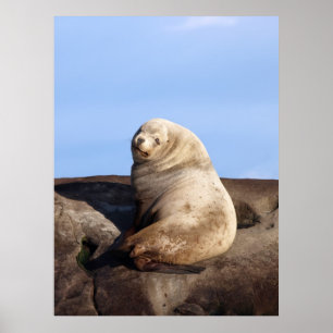 Wild Male Steller Sea Lion - Kunstdrucke Poster