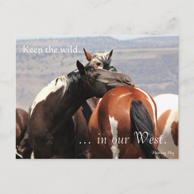 Wild Mare Hug, voradressiert: Innenministerium Postkarte (Vorderseite)