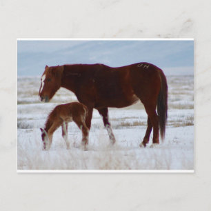 Wild Mare with Baby in Utah Wüste im Winter Postkarte