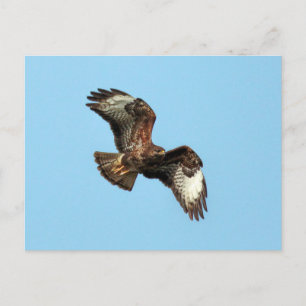 Wild Mäusebussard (Mäusebussard; Buteo buteo) Postkarte
