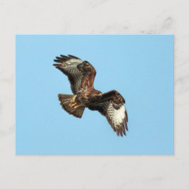 Wild Mäusebussard (Mäusebussard; Buteo buteo) Postkarte