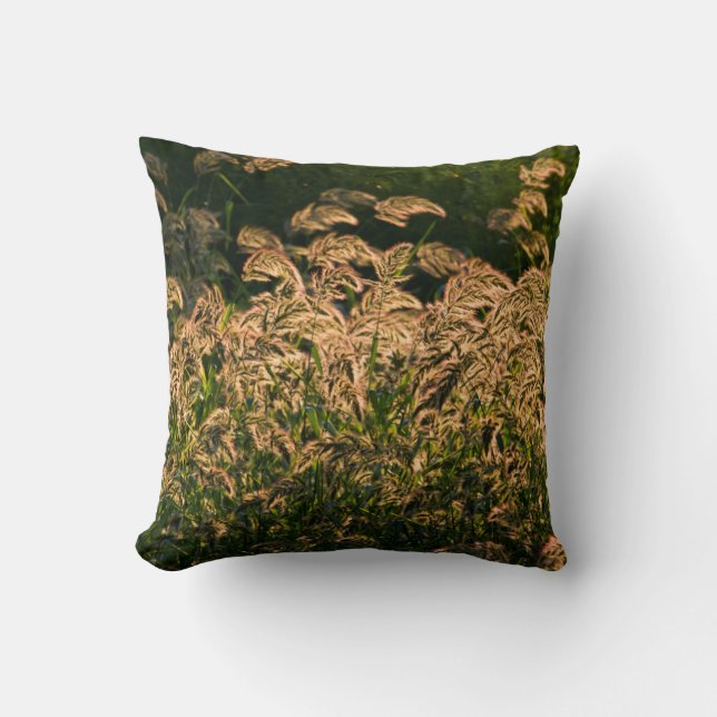 Wild Millet (Panicum Sp.) Wachstum in Feuchtgebiet Kissen (Vorderseite)