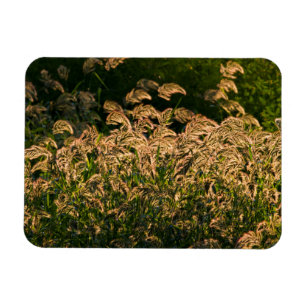 Wild Millet (Panicum Sp.) Wachstum in Feuchtgebiet Magnet