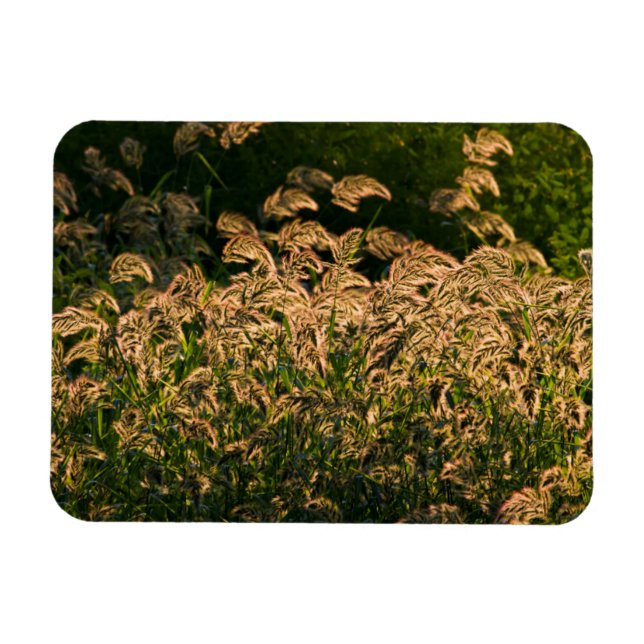 Wild Millet (Panicum Sp.) Wachstum in Feuchtgebiet Magnet (Horizontal)