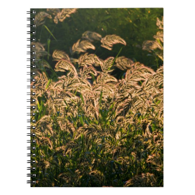 Wild Millet (Panicum Sp.) Wachstum in Feuchtgebiet Notizblock (Vorderseite)