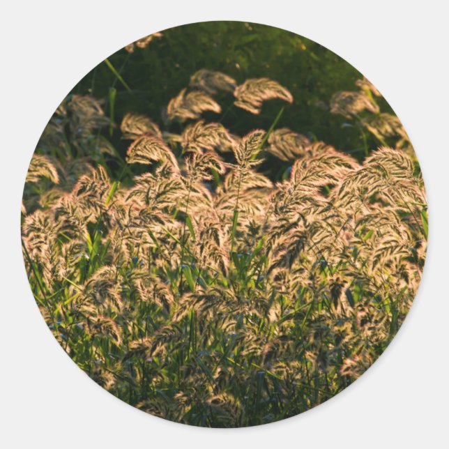 Wild Millet (Panicum Sp.) Wachstum in Feuchtgebiet Runder Aufkleber (Vorderseite)