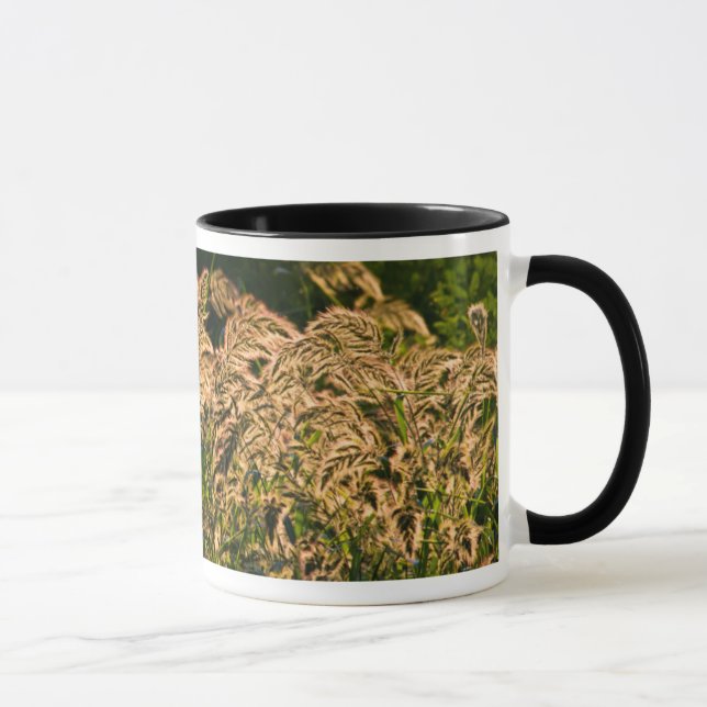 Wild Millet (Panicum Sp.) Wachstum in Feuchtgebiet Tasse (Rechts)