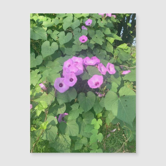 Wild Morning Glories Magnet (Vorderseite)