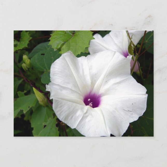 Wild Morning Glory-2010 Postkarte (Vorderseite)