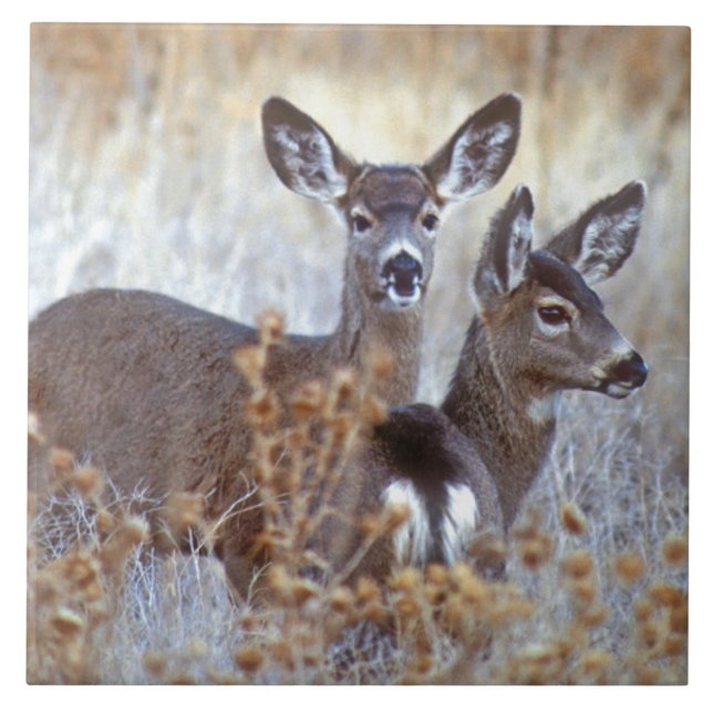 Wild Mule Deer Pair | Kalifornien Fliese (Vorderseite)