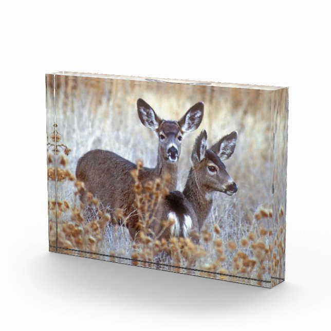 Wild Mule Deer Pair | Kalifornien Fotoblock (Rechts)
