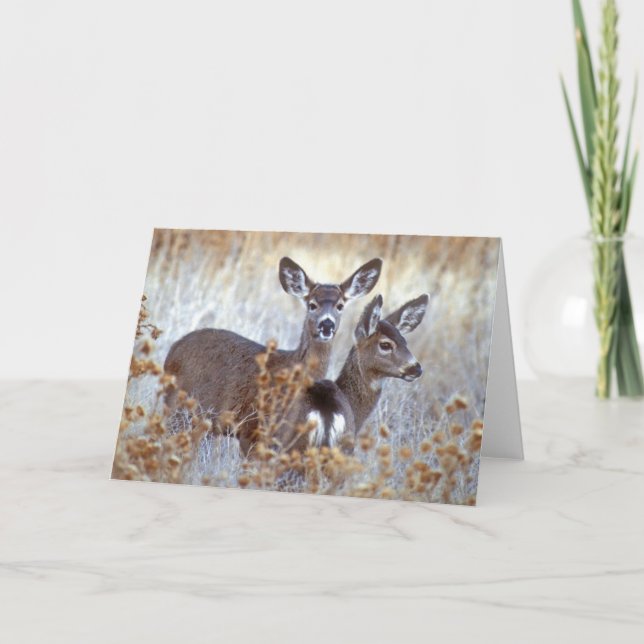 Wild Mule Deer Pair | Kalifornien Karte (Vorderseite)