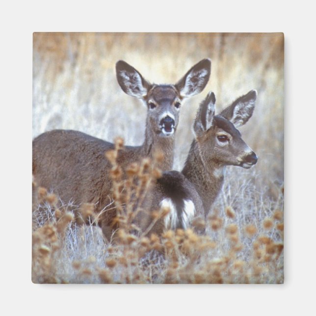 Wild Mule Deer Pair | Kalifornien Magnet (Vorne)