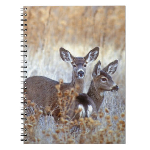 Wild Mule Deer Pair   Kalifornien Notizblock