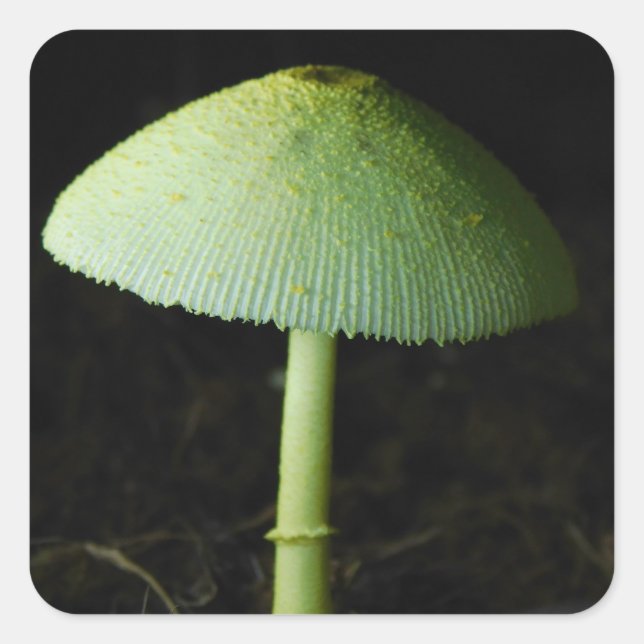 Wild Mushroom Photo  Quadratischer Aufkleber (Vorderseite)
