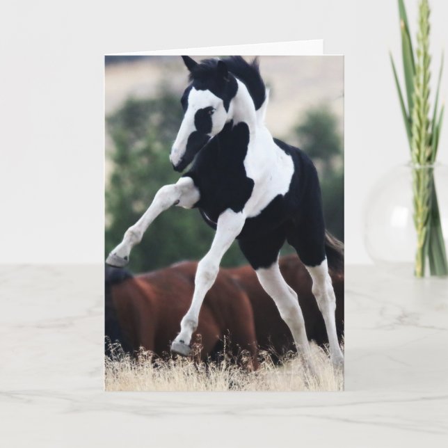 Wild Mustang Filly "Hopi" Grußkarte Dankeskarte (Vorderseite)