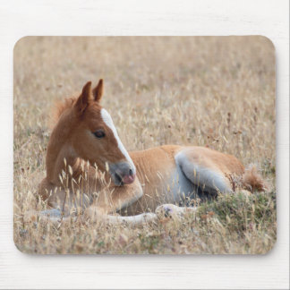 Wild Mustang Foal Mousepad