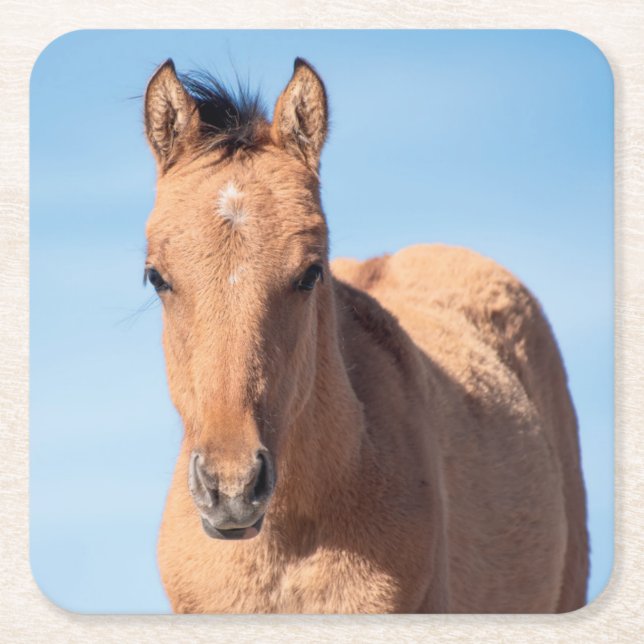 Wild Mustang Foal Rechteckiger Pappuntersetzer (Vorderseite)