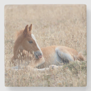 Wild Mustang Foal Wild Horse Steinuntersetzer