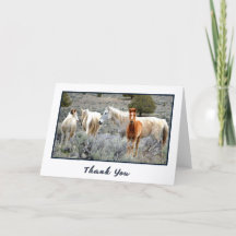 Wild Mustang Herd Foto Danke, Card