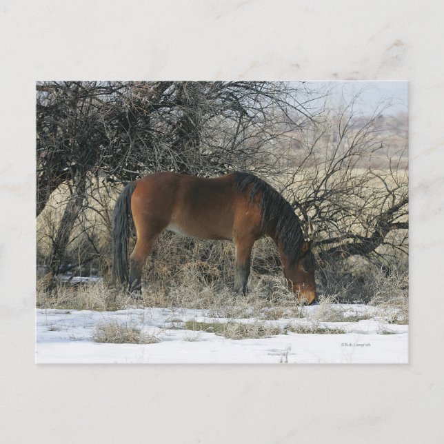 Wild Mustang Horse im Schnee 1 Postkarte (Vorderseite)