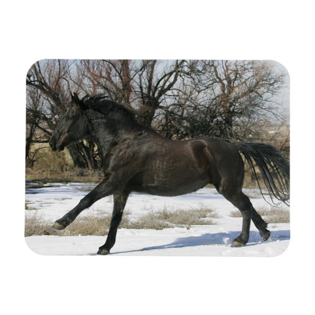 Wild Mustang Horse im Schnee 2 Magnet (Horizontal)