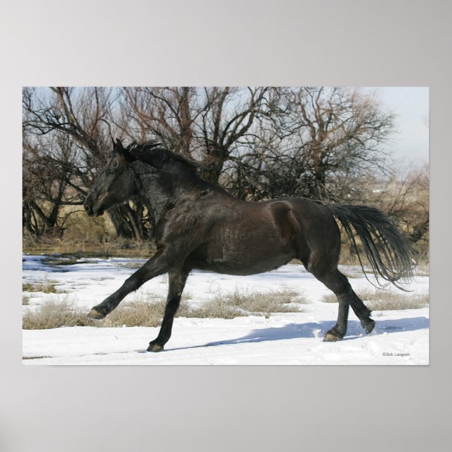 Wild Mustang Horse im Schnee 2 Poster (Vorne)