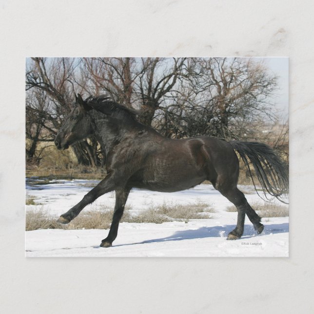 Wild Mustang Horse im Schnee 2 Postkarte (Vorderseite)