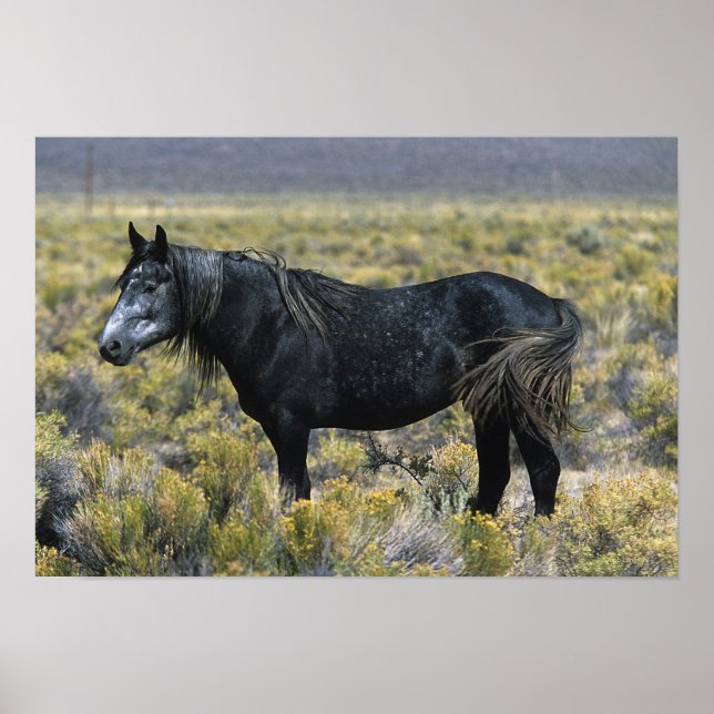 Wild Mustang Horse in der Wüste Poster (Vorne)
