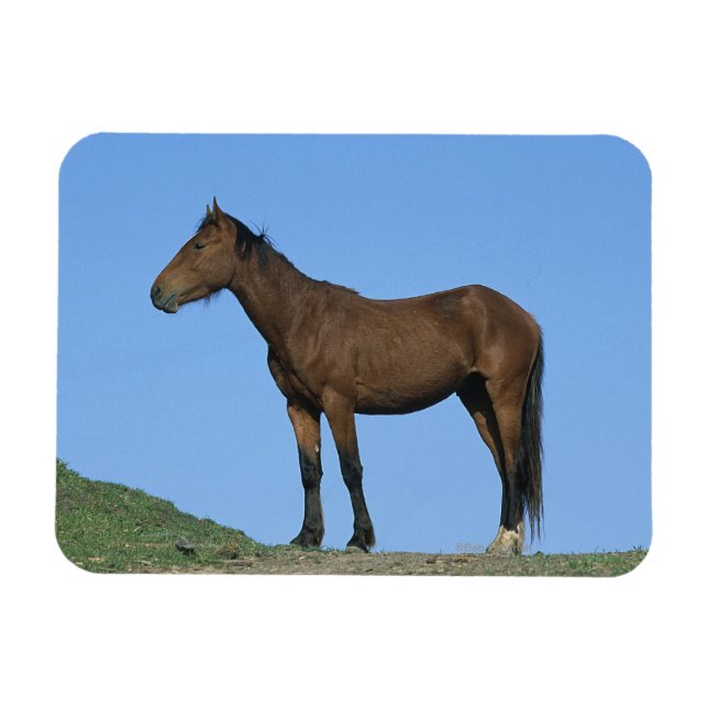 Wild Mustang Horse Magnet (Horizontal)