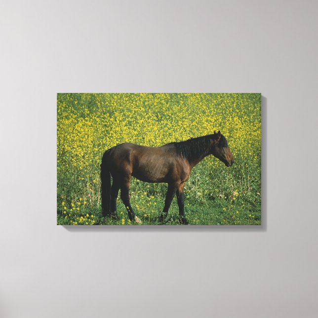 Wild Mustang Horse Stehend in Blume Leinwanddruck (Vorderseite)