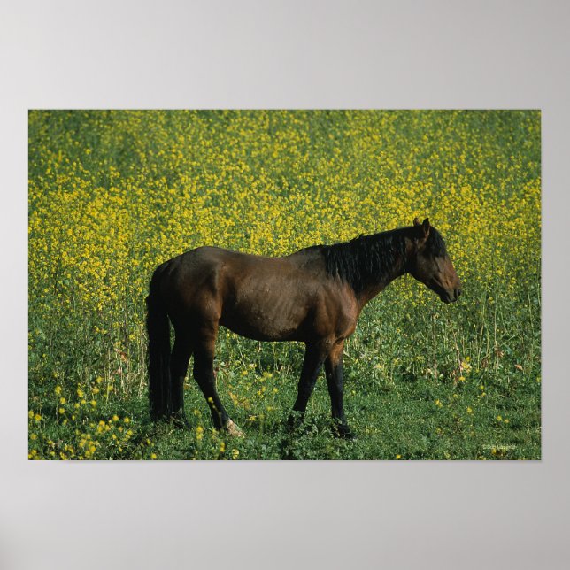 Wild Mustang Horse Stehend in Blume Poster (Vorne)
